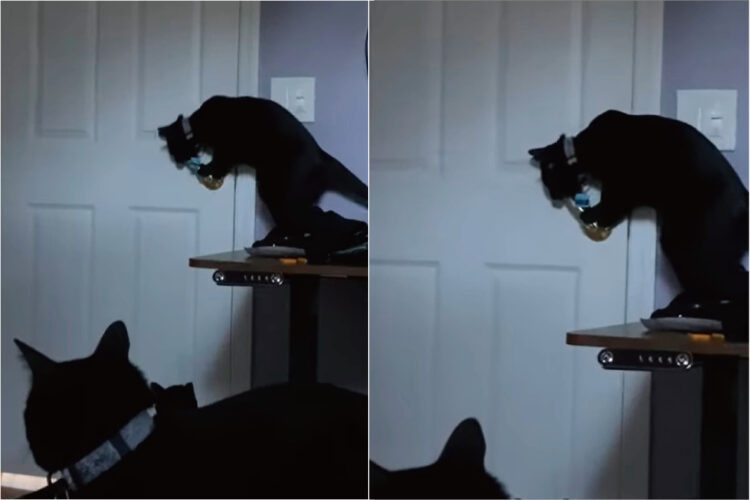 ドアノブにおててをかける猫。ビックリな行動をみせたこの子や他の猫の安全のため、部屋の模様替えなどをしないといけないかも・・しれません