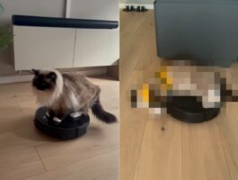ロボット掃除機に乗り、お家の中を移動する猫。よほど居心地がいいのか、驚きの格好を披露しました！！【海外・動画】