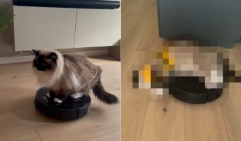 ロボット掃除機に乗り、お家の中を移動する猫。よほど居心地がいいのか、驚きの格好を披露しました!!【海外・動画】