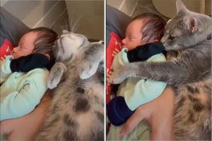 猫はすっかりお姉ちゃんになった気分？赤ちゃんに添い寝をしたり、優しくギュッと抱きしめたり・・大好きで仕方がないみたい！！【アメリカ・動画】