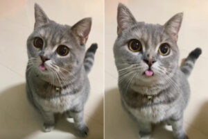 きょとんとしてるマンチカン。ぽ〜っとしているのか、ぺろっとかわいく出ている舌をしまい忘れていますよ！！【Instagram・動画】