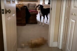 グレートデーンを通せんぼしている？部屋から出さないとばかりにドアを塞いでいたのは・・、一緒に暮らす『ある動物』でした！【海外・動画】