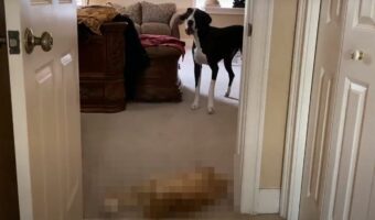 グレートデーンを通せんぼしている？部屋から出さないとばかりにドアを塞いでいたのは・・、一緒に暮らす『ある動物』でした！【海外・動画】