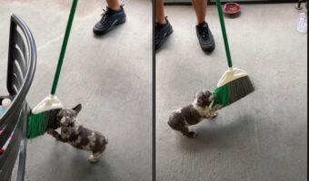 ホウキを敵対視！？ホウキにまとわりつく子犬の執念がすさまじい！左右に揺さぶられたって追いすがります！！【アメリカ・動画】