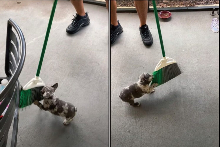 ホウキを敵対視！？ホウキにまとわりつく子犬の執念がすさまじい！左右に揺さぶられたって追いすがります！！【アメリカ・動画】