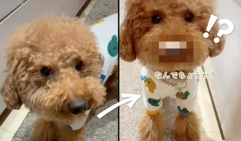 トイプードルにミラクルが！気が付いてないみたいだけど、鼻の上に「何か」がくっついてますよ～！！【動画】
