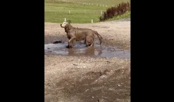もとの毛並みが白かっただなんて信じられない!泥遊びを堪能した犬は、顔以外が全身すっかり泥まみれ!!