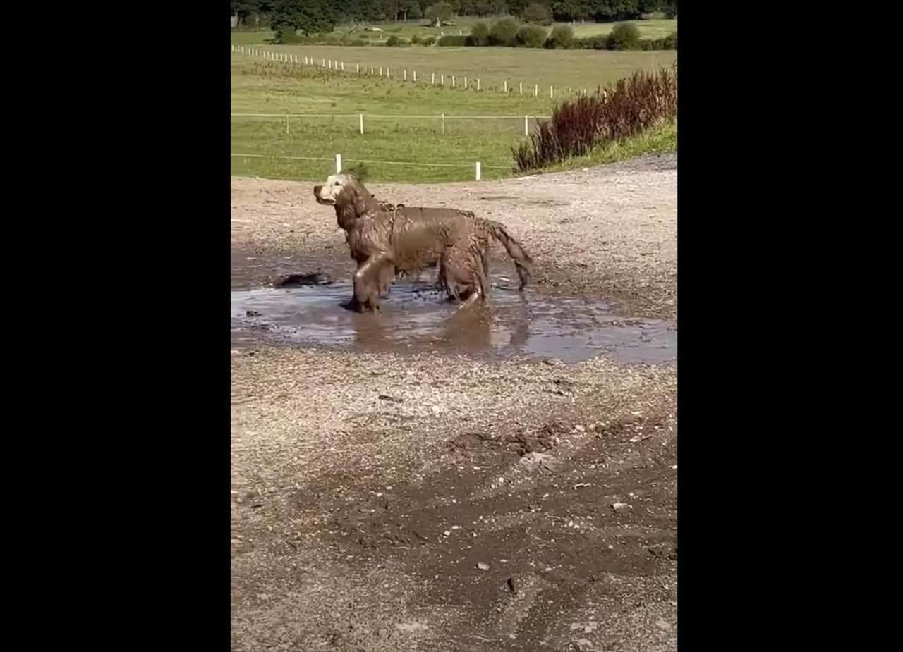 もとの毛並みが白かっただなんて信じられない！泥遊びを堪能した犬は、顔以外が全身すっかり泥まみれ！！