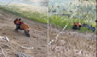 泥遊びを満喫するフレンチ・ブルドッグ。どんなコースで遊び回ったか、ひと目でしっかりわかります！！