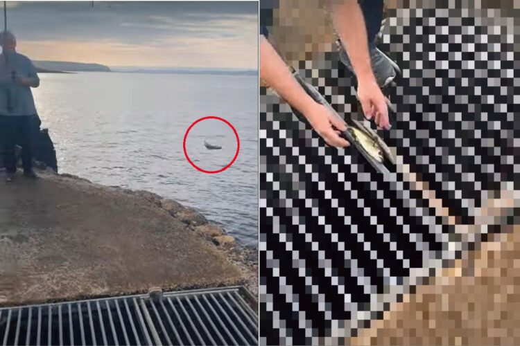 魚をせっかく釣り上げたと思ったのに！思わぬ形でキャッチ・アンド・リリースをすることに・・【海外・動画】