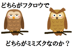 「フクロウ」と「ミミズク」の違いとはいったいなに？見分けるポイントは耳にある！？