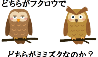 「フクロウ」と「ミミズク」の違いとはいったいなに?見分けるポイントは耳にある!?