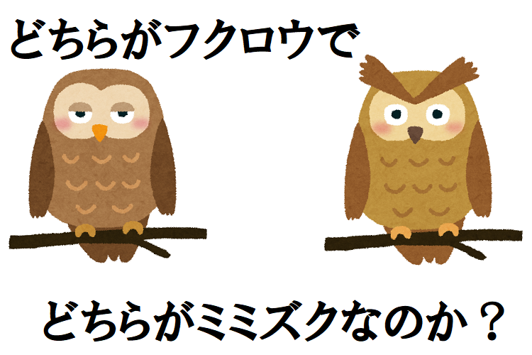 「フクロウ」と「ミミズク」の違いとはいったいなに？見分けるポイントは耳にある！？