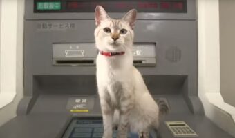 ATMで還付金手続はできないニャ！可愛い猫が登場する『警視庁生活安全部』公式の動画が話題に！「猫の手も借りたい！？」