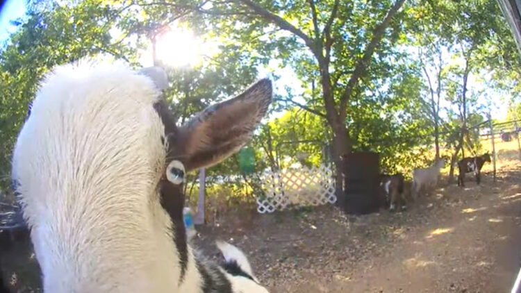 「遊んで〜」っておねだりしてる？ドアベルを鳴らしたヤギは、誰かが外に出てきてくれるのをじっと待っています【アメリカ・動画】