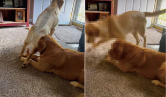 おやつなんて興味ありませんよとばかりに、一度は通り過ぎたゴールデンレトリバーの子犬。きょうだいが視線をそらしたその隙に・・!【アメリカ・動画】