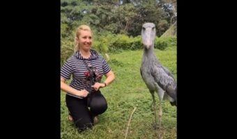 「動かない鳥」といわれるハシビロコウですが、一緒にカメラ目線になったりお辞儀をしたりと懐いている動きを見せる子だっているんです！！