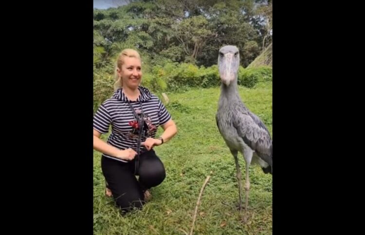 「動かない鳥」といわれるハシビロコウですが、一緒にカメラ目線になったりお辞儀をしたりと懐いている動きを見せる子だっているんです！！