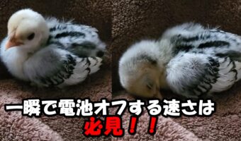 そんな急に寝る!?いきなり電池切れしちゃうひよこさんが愛くるしいなぁ