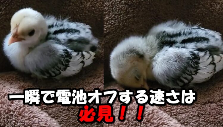 そんな急に寝る！？いきなり電池切れしちゃうひよこさんが愛くるしいなぁ