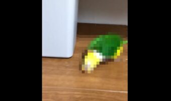 ハロウィンが近いから！？名作ホラー映画『エクソシスト』を彷彿とさせる走り方をするインコ に反響！「凄すぎてビックリしました」