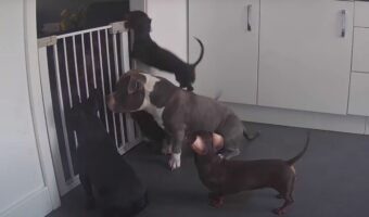 なぜか柵越えをしていることがあるダックスフンド。その謎を解決するためセキュリティカメラをつけてみたら・・、まさかの連携プレイが！！