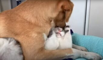犬は一緒に暮らす猫のことが大好きすぎる?!ずっと頭を舐めたりくわえてくるので、猫にはその愛が重いようです【海外・動画】
