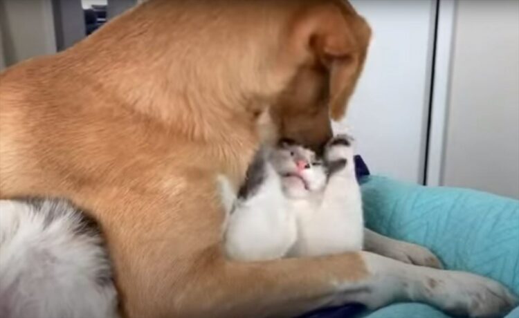 犬は一緒に暮らす猫のことが大好きすぎる？！ずっと頭を舐めたりくわえてくるので、猫にはその愛が重いようです【海外・動画】