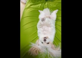 仰向けになっている子犬。ぐっすりお昼寝中というわけではなく・・、宙に伸ばしたおててをピタッと合わせています！！