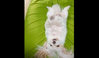 仰向けになっている子犬。ぐっすりお昼寝中というわけではなく・・、宙に伸ばしたおててをピタッと合わせています!!