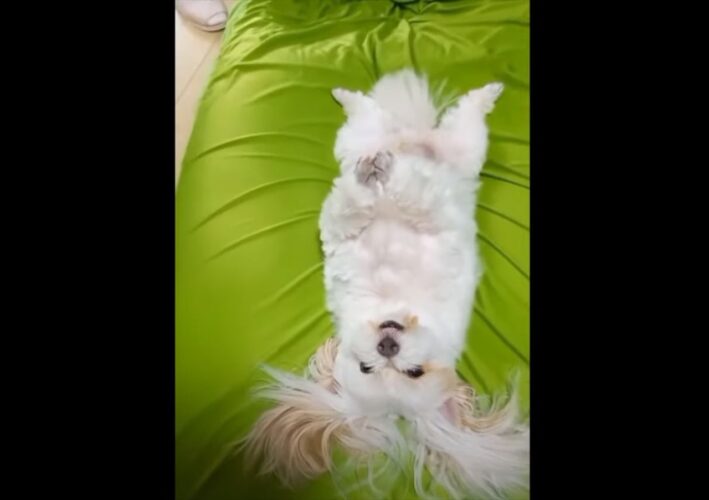 仰向けになっている子犬。ぐっすりお昼寝中というわけではなく・・、宙に伸ばしたおててをピタッと合わせています！！