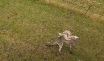 パワフルな取っ組み合いに炸裂する跳び蹴り。カンガルーによる激しい戦いを空撮!!【海外・動画】