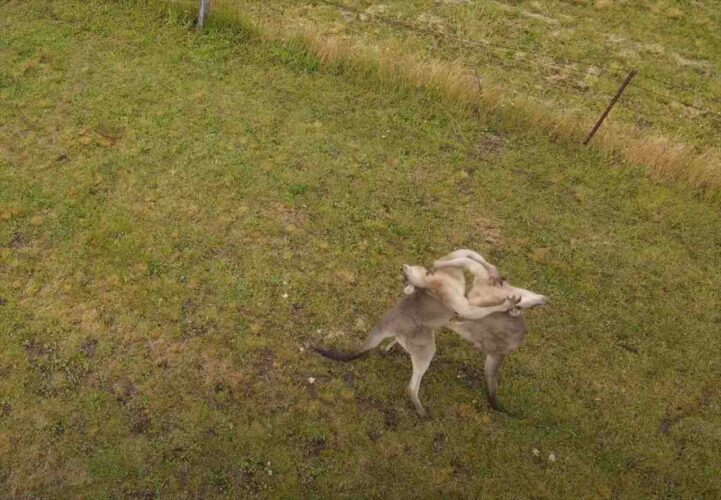 パワフルな取っ組み合いに炸裂する跳び蹴り。カンガルーによる激しい戦いを空撮！！【海外・動画】