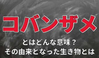 力ある人にすり寄ることを意味する「コバンザメ」。実際のコバンザメはどんな生き物?
