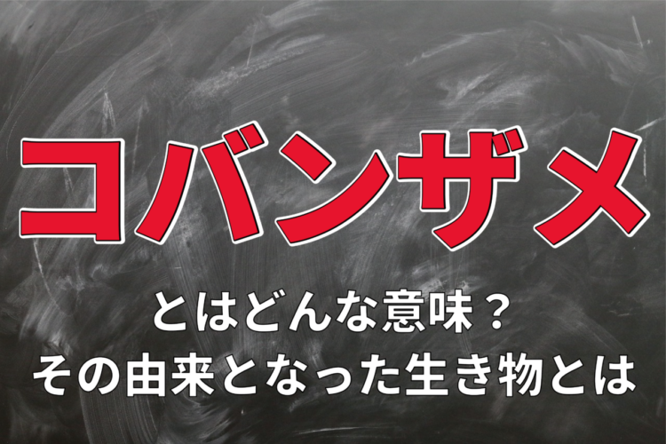 力ある人にすり寄ることを意味する「コバンザメ」。実際のコバンザメはどんな生き物？