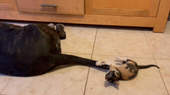 寝っ転がる同居犬のしっぽに飛びかかったりかじりついて遊ぶ子猫。そんなヤンチャな行動をたしなめるような仕草を見せたのは・・【海外・動画】