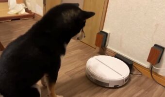 友達が動かなくなってしまって心配する犬が話題に!「動き出したら飛んで喜ぶのかな?」「しょんぼりしてるのもかわいい」