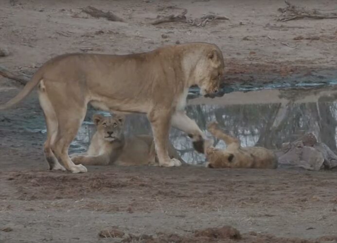 ライオンの大人は子供たちにハントや戦いのレクチャー中？百獣の王への第一歩はここからはじまる？！【海外・動画】