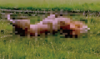 広大な草原にヘソ天をしながら寝転んでいるのは・・、なんとサバンナの頂点に立つ『あの動物』だったのです!【海外・動画】