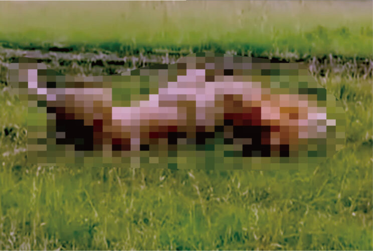 広大な草原にヘソ天をしながら寝転んでいるのは・・、なんとサバンナの頂点に立つ『あの動物』だったのです！【海外・動画】