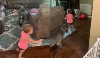 赤ちゃんとグレートデーンの子犬はとっても仲良し!この日はソファを挟んで楽しくおいかけっこ!!【アメリカ・動画】