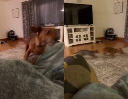 今夜はリビングで運動会！リビングやソファの上を駆け回る愛犬と追いかけっこをするかのように、猫も姿をあらわしました！！【海外・動画】