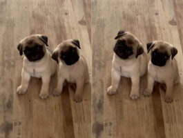 ブリーダーさんの声に反応する子犬たち。コテンっと右へ左へ頭をかしげる姿がかわいすぎる！！【海外・動画】