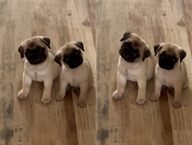 ブリーダーさんの声に反応する子犬たち。コテンっと右へ左へ頭をかしげる姿がかわいすぎる！！【海外・動画】