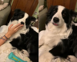 ちょっぴり舌が長めのボーダーコリー、口を閉じていてもピョンと舌が見えています！一度はしまえても、すぐにまたピョコンと出てきちゃう！！