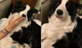 ちょっぴり舌が長めのボーダーコリー、口を閉じていてもピョンと舌が見えています！一度はしまえても、すぐにまたピョコンと出てきちゃう！！