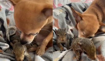 親になった気分?チワワは保護された幼いリスのお世話をするように、その体をなめてあげていました【アメリカ・動画】