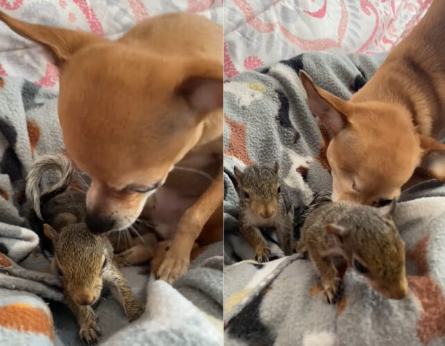 親になった気分？チワワは保護された幼いリスのお世話をするように、その体をなめてあげていました【アメリカ・動画】