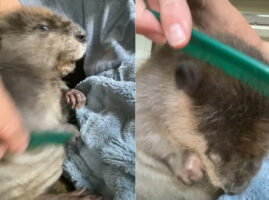 ビーバーの赤ちゃんの至福の時間。櫛で毛づくろいをしてもらうのが気持ちいいのか、リラックスしているような鳴き声も聞かせてくれました！！