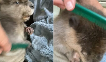 ビーバーの赤ちゃんの至福の時間。櫛で毛づくろいをしてもらうのが気持ちいいのか、リラックスしているような鳴き声も聞かせてくれました!!